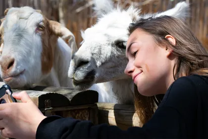 Farmyard animals