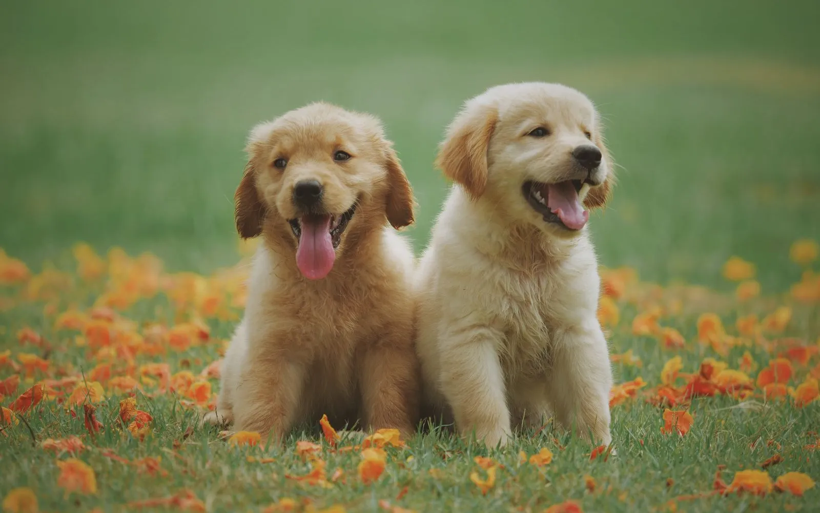 Dog Glow Day